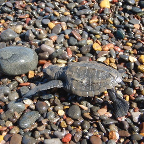Newly hatched sea turtles make their way to the ocean from July through October.