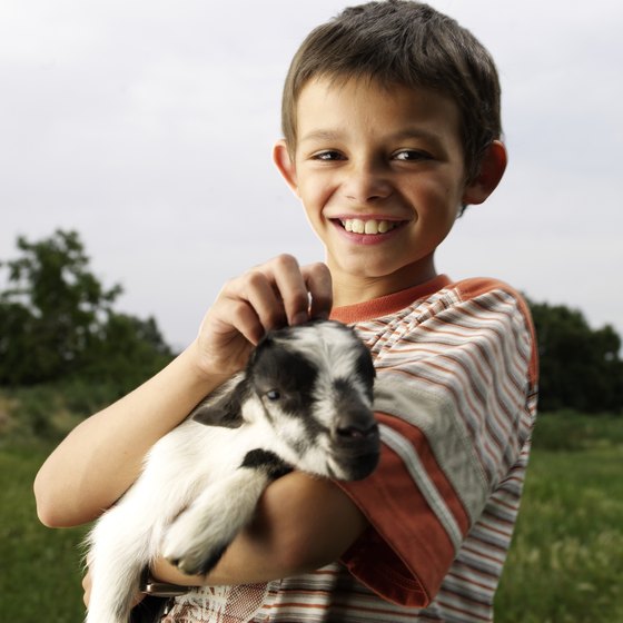 Baby goats are a petting zoo favorite.