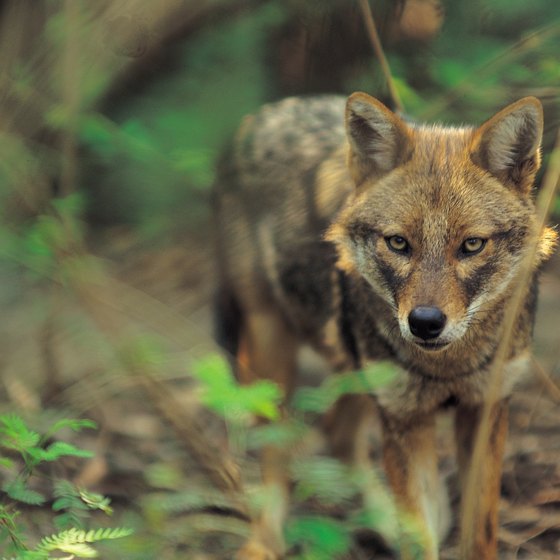 Visitors to some Texas zoos can view red wolves.