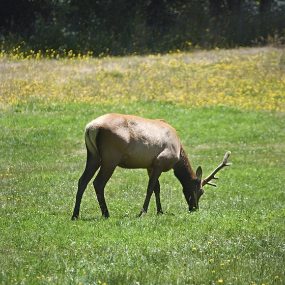 See the elk that now call part of the trail home.