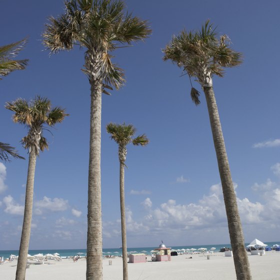 Palm trees on a Florida beach.