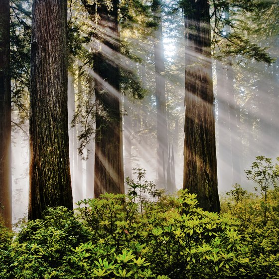 Mature coastal redwoods are a feature throughout Northern California.