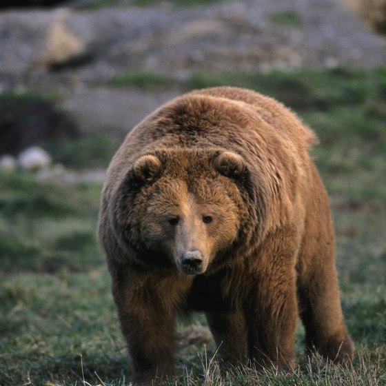 You may get lucky and spot one of Kodiak Islands' large grizzly bears.
