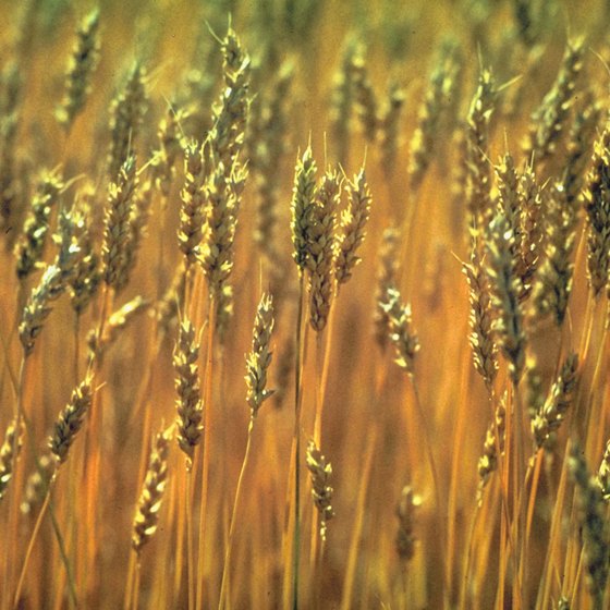 Wheat is the primary crop surrounding Dayton.