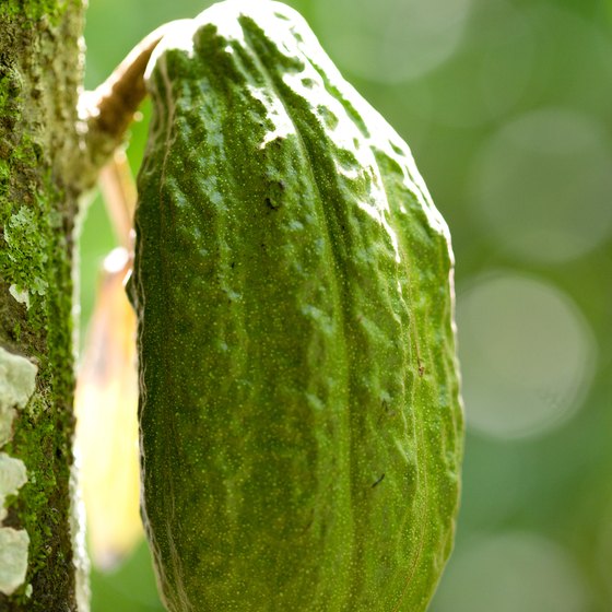 Learn the history of the cacao bean on a Costa Rican chocolate tour.