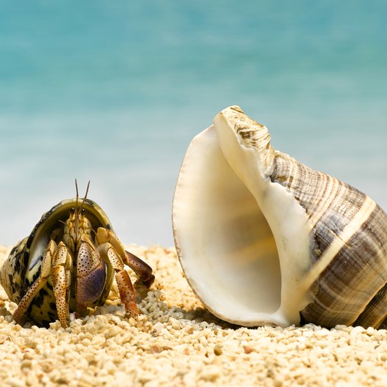 Have fun catching hermit crabs on New England's beaches.