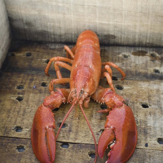 Lubec restaurants serve lobster caught fresh that day.