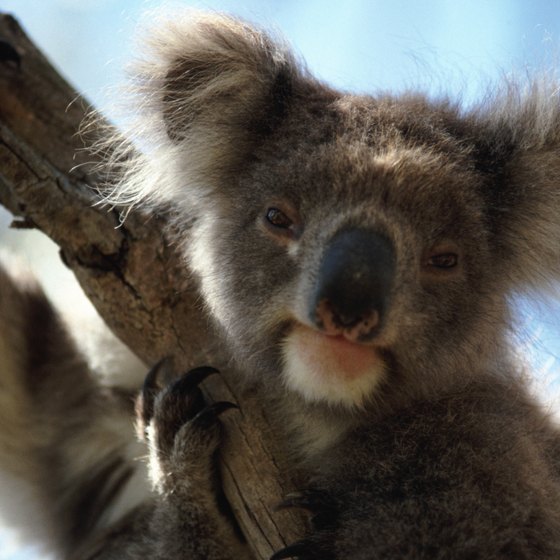 Koalas are native to Australia; spot them at Australia's nature reserves and zoos.