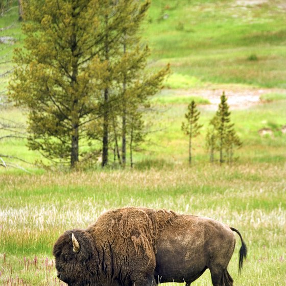 Busiest Time to Visit Yellowstone