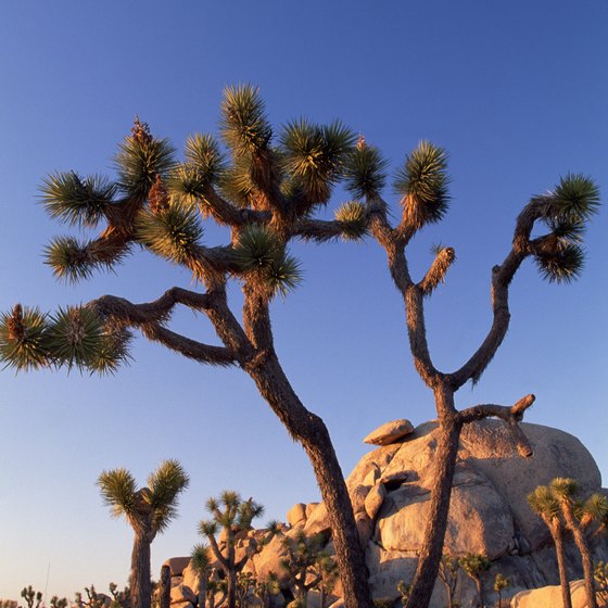 The natural range of Joshua trees lies not far from Desert Hot Springs.