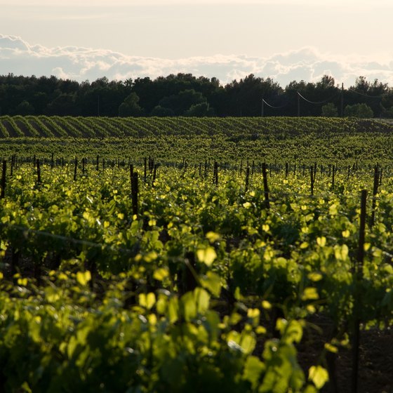 Tour the rolling vineyards along the Finger Lakes.