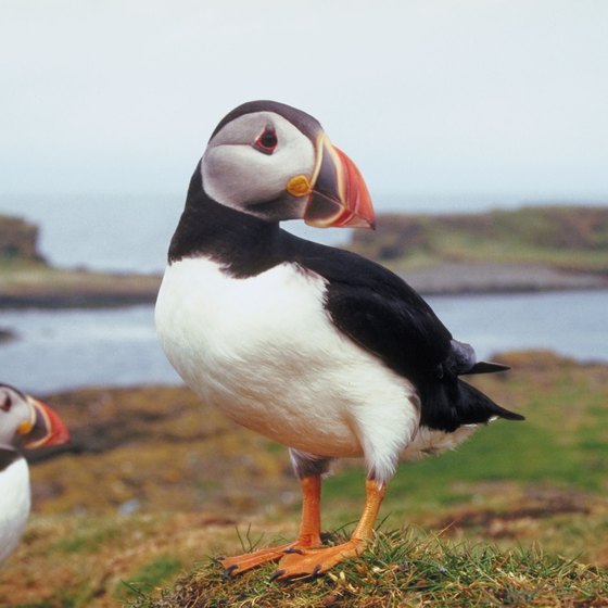 Tourists are likely to see puffins, among other sights, when taking a cruise through Scotland.
