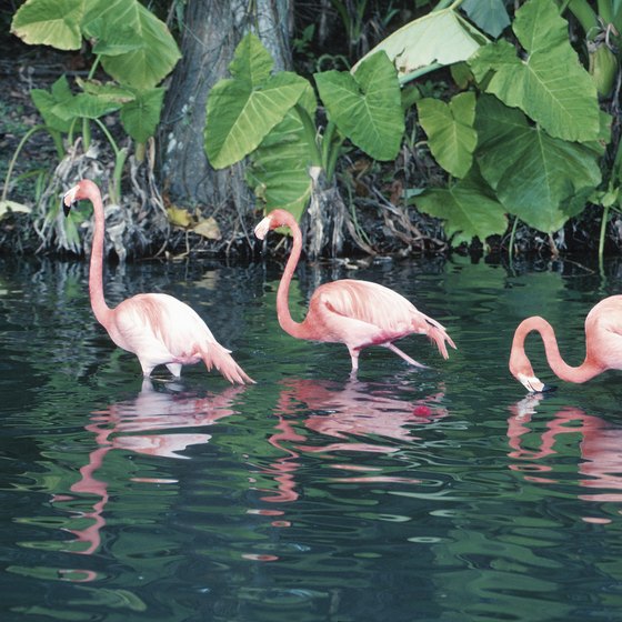 Abundant bird life draws photographers to the Everglades.