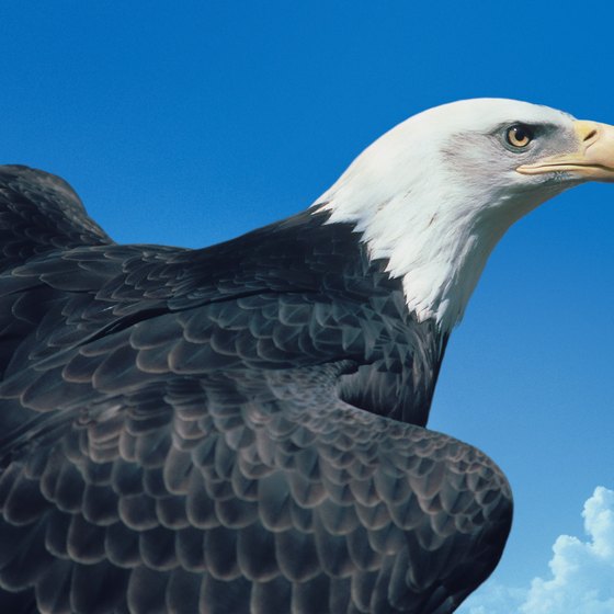 The wildlife of Licking Valley, Ohio, includes a population of bald eagles.