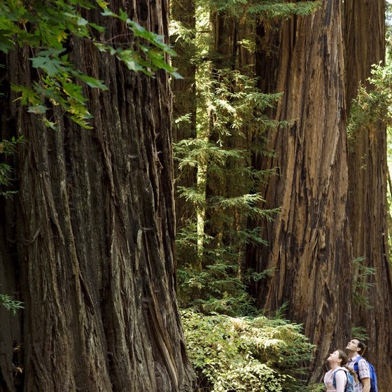 Stay in Crescent City for easy access to Redwood National Park.