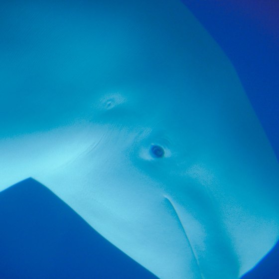 Beluga whales are considered "canaries of the sea," due to their gifted vocalization.