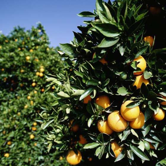 Citrus County, Florida, was named for the area's vast citrus groves.