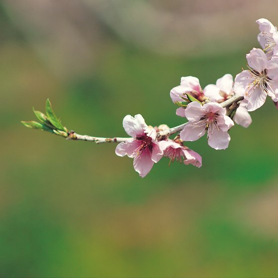 See the world-renowned cherry blossoms before they are gone.