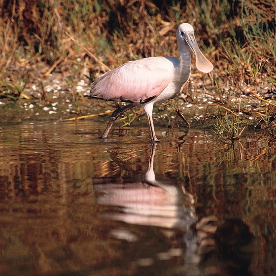 You may spot a roseate spoonbill while canoeing in the area.