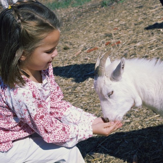 A typical petting zoo features goats and other farm animals.