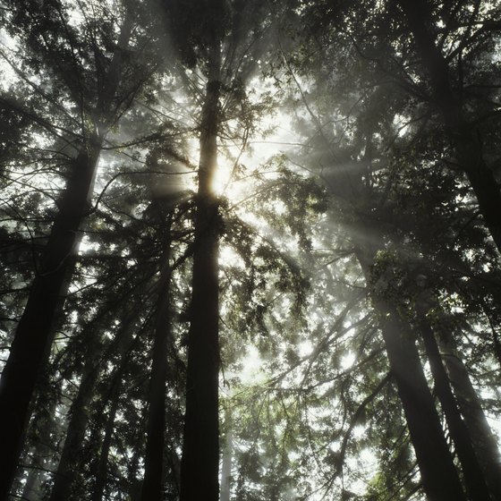 Alpine Lake Hiking Trail In Marin California Usa Today