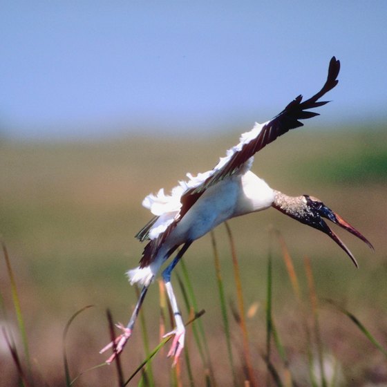 A cruise on a pontoon boat in the ACE Basin might yield a sighting of a nesting wood stork.