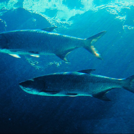 Tarpon are one of the many freshwater gamefish species in Costa Rica.