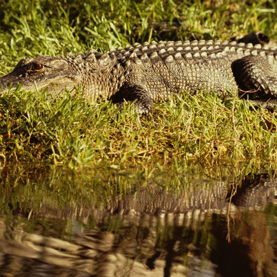 Alligators can be seen in the waters near and on Jekyll Island.