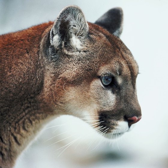 Mountain lions inhabit the area around Shasta Lake.