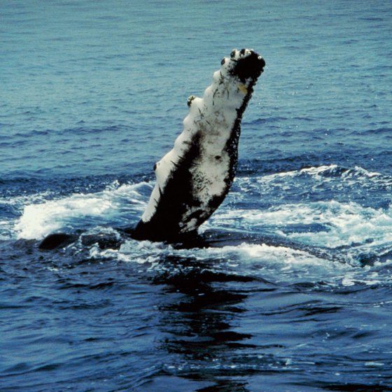 Get up close to whales on an ocean rafting journey.
