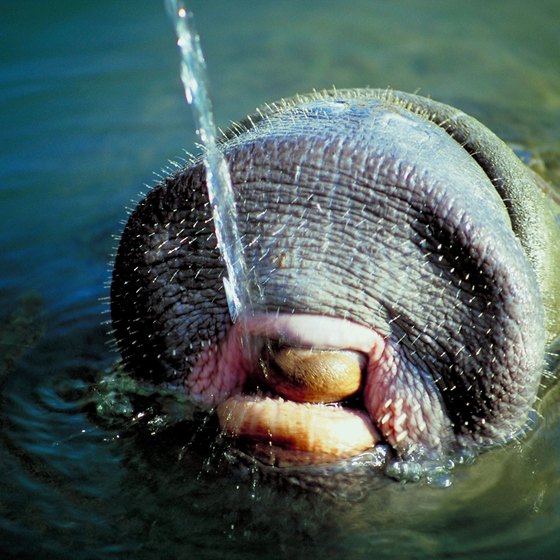 Manatees are one of Hernando County's natural attractions.