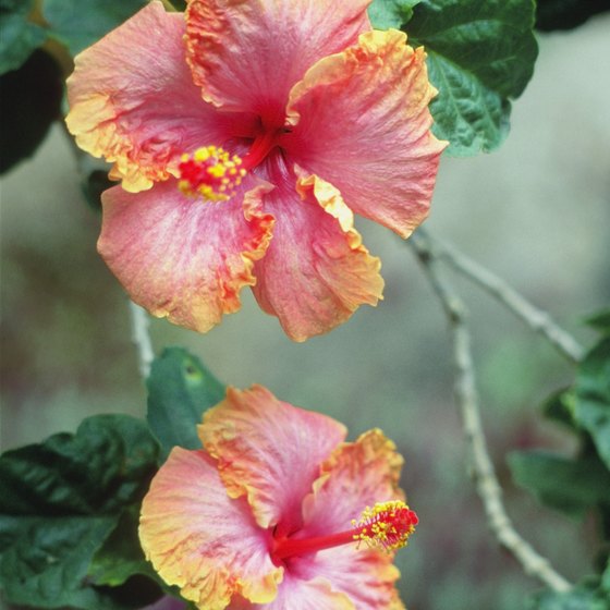 Hibiscus is one of hundreds of plants native to Hawaii and displayed at its public gardens.