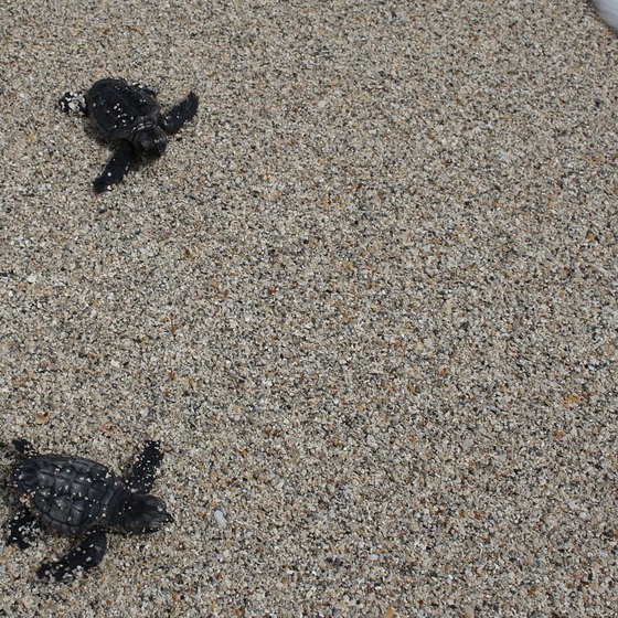 Loggerhead turtles nest at Pea Island, North Carolina.