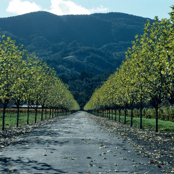 Taking a car tour with a driver allows you to experience Napa's scenary instead of watching the road.