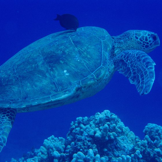 Sea turtles can be spotted on many North Carolina beaches.
