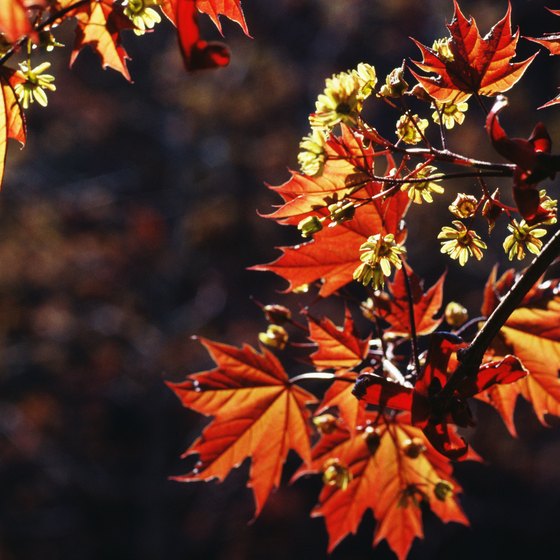 The Danielsville Fall Festival celebrates the season and small town life.