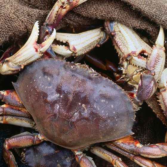 Dungeness crab are abundant in the waters surrounding Sequim.