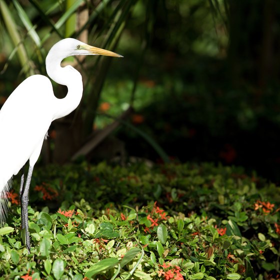 Egrets live in Blue Heron Park and Wetland in Franklin, Indiana.