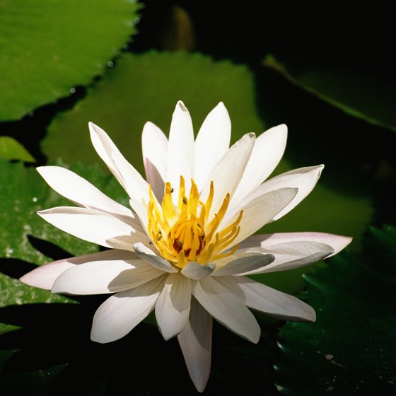 Types of Indian Flowers