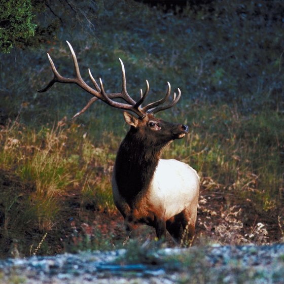 Vistors can see herds of elk in Clearfield County, Pennsylvania.