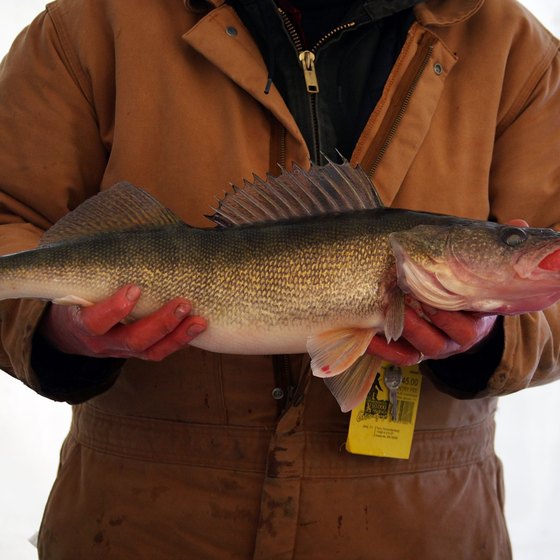 Onalaska is a top ice fishing destination for walleye and other fish.