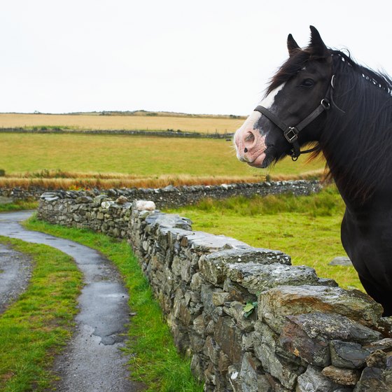 Enjoy the English countryside astride a native saddle horse on point-to-point ride.