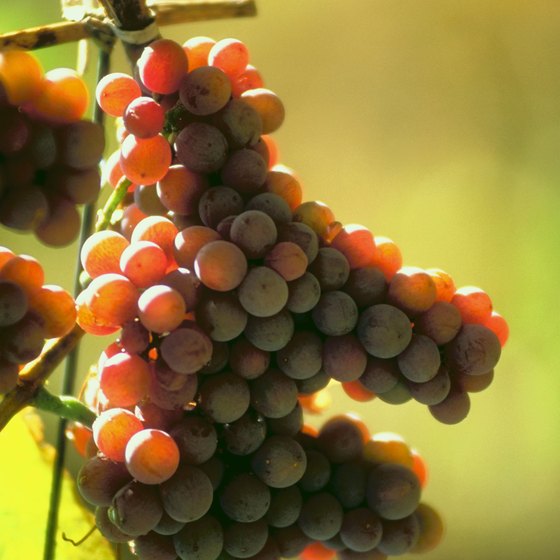 The grapes are ready to harvest, and the city of Mendoza celebrates
