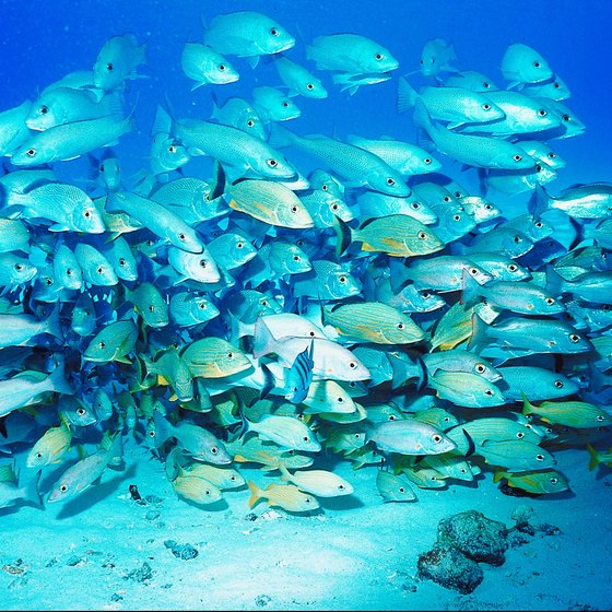 Thick schools of fish are just one of Cozumel's underwater attractions.