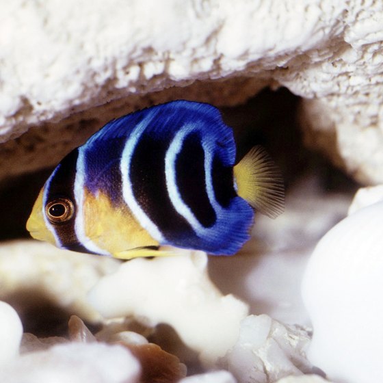 Glass bottom boat tours allow close-up viewing of coral reef systems.