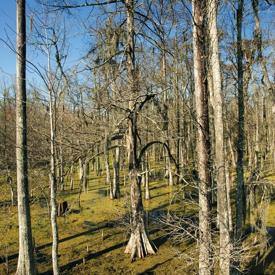 Canoeing in Louisiana and Mississippi often entails scenery like cypress bayous.