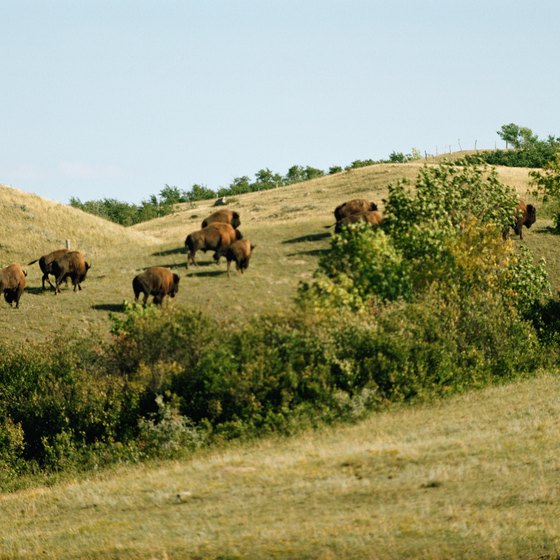 Denver has its own buffalo herd.