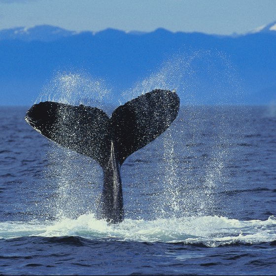 Whale Watching Cruises in Anchorage, Alaska | USA Today