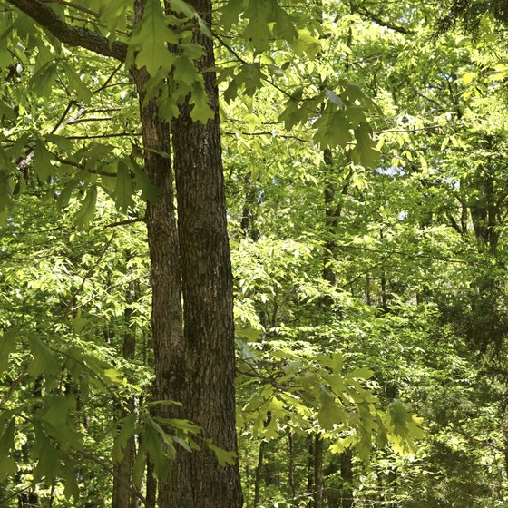 The woodlands of the Ozarks surround Poplar Bluff.