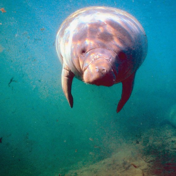 Manatee sightings are possible with some boat cruises on the St. Johns River.